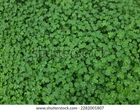 A green ground cover of clover