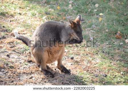 Roo Majesty: A Majestic Kangaroo in Captivity