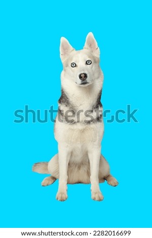 Portrait of grey girl siberian husky looking to you on a turquoise blue background