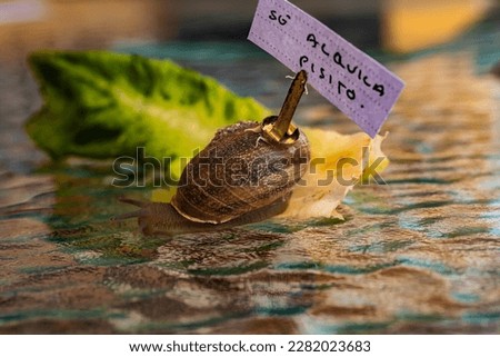 creative photography of a snail walking with the flat for rent sign on the shell