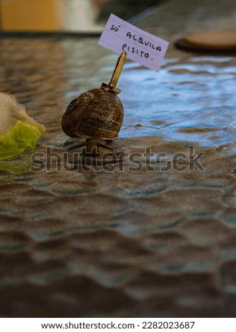 creative photography of a snail walking with the flat for rent sign on the shell