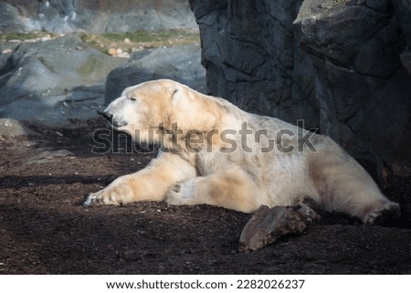 Adorable white polar bear takes a relaxing break and rests on the ground