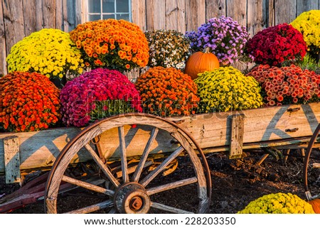 Vintage wagon with colorful flowers against old weathered barn. Royalty-Free Stock Photo #228203350