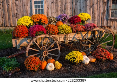 Vintage wagon with colorful flowers against old weathered barn. Royalty-Free Stock Photo #228203389