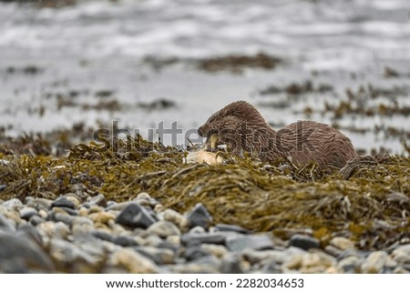 Eurasian Otter photographed on Shetland, Scotland