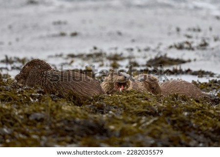 Eurasian Otter photographed on Shetland, Scotland