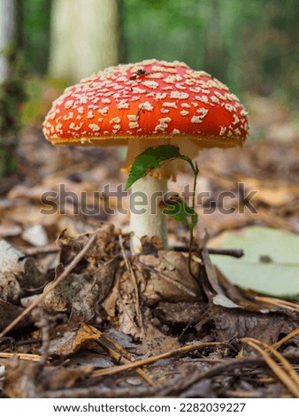 a red toadstool on the forest floor in autumn Royalty-Free Stock Photo #2282039227