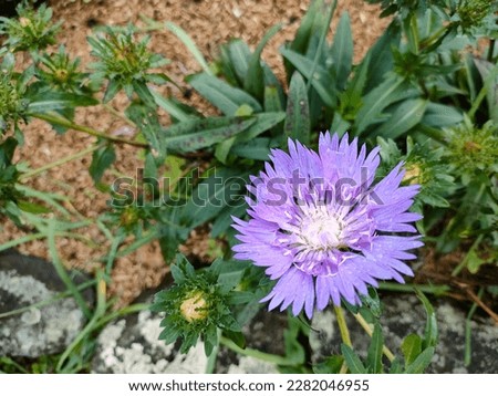 Photo of a purple flower with green leaves in a garden