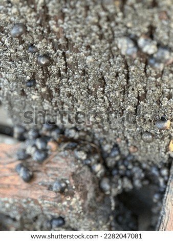 lots of sea snails gathered in a wooden  bunker selective focus