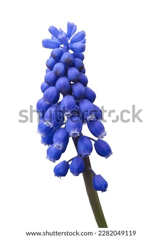 Muscari spring Flower (Grape Hyacinth) Isolated on White Background. Object with clipping path. Royalty-Free Stock Photo #2282049119
