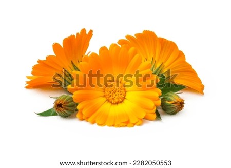 Calendula. Marigold flowers with leaves isolated on white