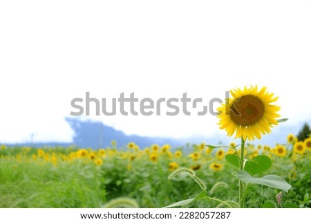 A beautiful picture of sunflowers