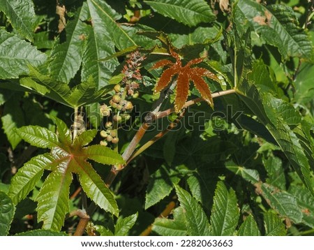 Castor bean or Castor oil plant, with large leaves, buds and flowers, close up. Ricinus communis is suckering shrub, perennial flowering plant in the spurge family, Euphorbiaceae.