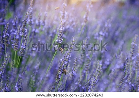 Picture of bees flying around the blooming lavender flowers