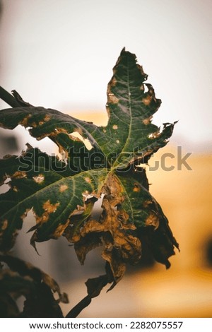 rotten leaf of papaya tree. papaya leaf picture. cinematic picture.