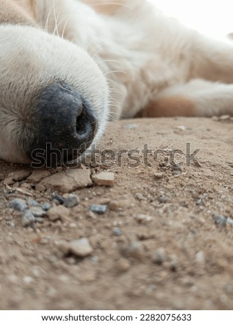 dog sleeping focus from nearly amazing picture