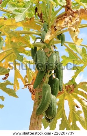 papaya on plant the papaya tree