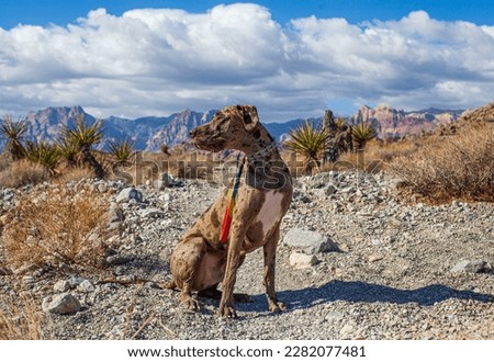 Took the Great Dane out for a hike at Red Rock Canyon.