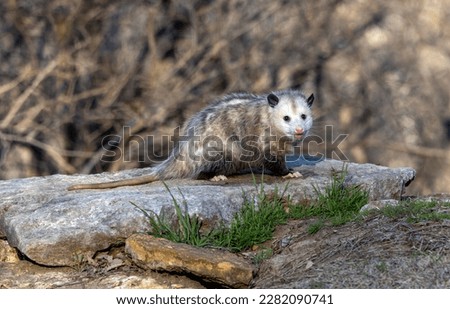 Often called simply a 'possum, the Virginia Opossum is the only marsupial found north of Mexico.
