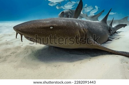 A magnificent huge nurse shark lies on a white sandy bottom surrounded by other underwater inhabitants in close-up