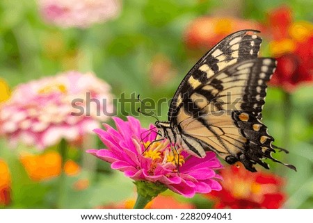 Eastern Tiger Swallowtail (Papilio glaucus) on colorful zinnia flower in summer garden