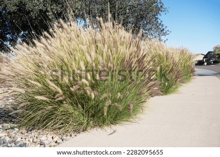 Dense clump of Fountain grass growing in Arizona residential suburban xeriscaped roadside Royalty-Free Stock Photo #2282095655