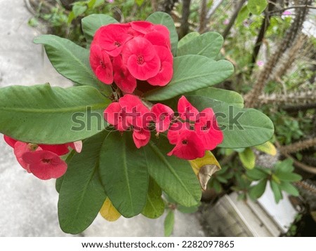 Photo Euphorbia milli flower, Crown of Thorns flower red is a pretty succulent plant that can bloom almost year-round, even indoors.