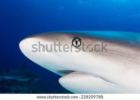 Caribbean reef shark head Royalty-Free Stock Photo #228209788