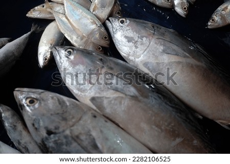 Banten, Indonesia-March 2023; Frozen tuna sold in a traditional market in Indonesia