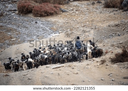 A small herd of goats being herded by a shepherd in the Himalaya Foothills in Nepal. Royalty-Free Stock Photo #2282121355