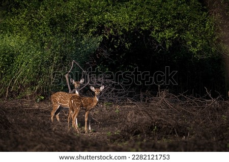 "Two graceful deer amidst the serene wilderness, a picture of natural beauty and harmony."