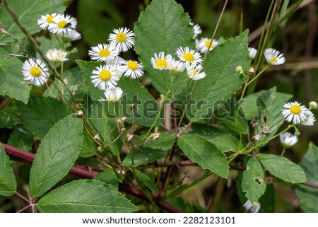Mountain meadows, spring-summer flowering of plants in nature, greenery of colors on a sunny day, close-up.