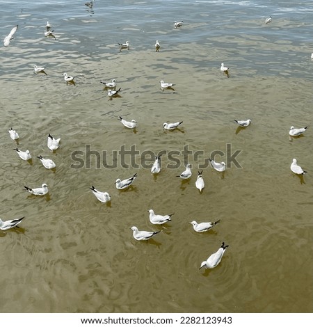 Many seagulls on the sea “Bang Pu” Samutpragran Thailand