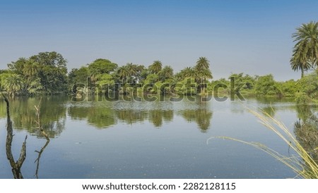 On the shore of the lake there is lush green vegetation - bushes, palm trees. Dry branches rise above the water. Blue sky. Reflection. India. Keoladeo Bird Sanctuary. Bharatpur. Royalty-Free Stock Photo #2282128115