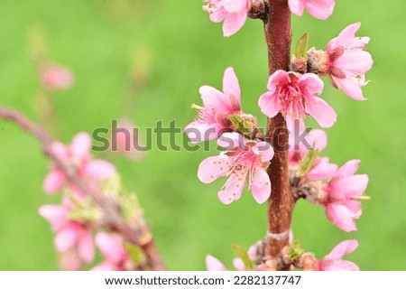 the beautiful tree blossoms close up in my garden