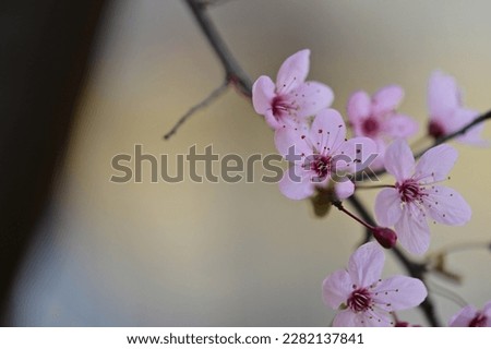 the beautiful tree blossoms close up in my garden
