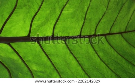 close up  green leaf texture background