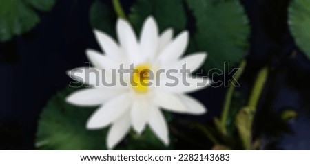 Defocused abstract background of Lotus flower