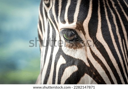 selective focus on zebra eye closeup and stripes on face in the wild of South Africa