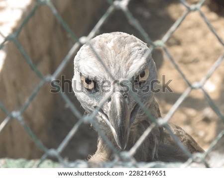 The mighty eagle is known for its striking and impressive appearance. With its sharp beak and talons, it is a formidable predator that strikes fear into its prey. The eagle's gaze is intense and fearl Royalty-Free Stock Photo #2282149651
