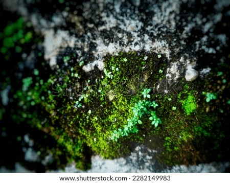 Mosses or true mosses are plants that belong to the division Bryophyta sensu stricto or Musci. Royalty-Free Stock Photo #2282149983