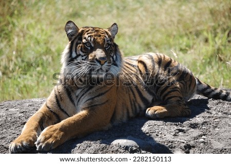 Tiger laying down looking to right