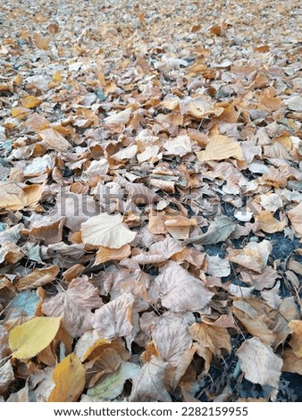 Autumn fallen yellow leaves on the ground in the park close-up. Yellow foliage. Autumn leaves on the ground.