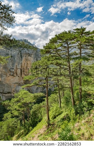 Mountainous terrain landscape with steep cliffs and coniferous trees pine on slopes on clear day