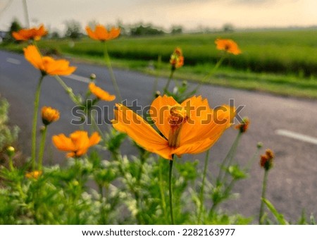 Photo of cosmos sulphureus is a species of flowering plant in the sunflower family Asteraceae, also known as sulfur cosmos and yellow cosmos with background trash and weeds.