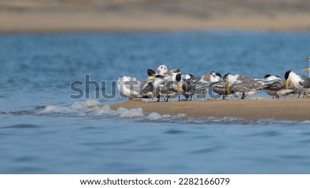 Migratory birds -Lesser crested tern wandering in the coastal beach shallwo backwaters  Royalty-Free Stock Photo #2282166079