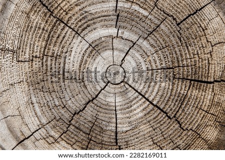 Wood texture. Cut out the trunk. Close-up of a withered and cracked tree trunk