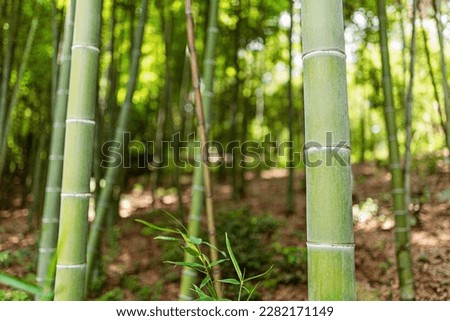 Green bamboo stems on blurred background with copy space