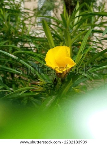 Natural flower in outdoor shoot in my garden picture or sunrise views naturally picture of flower