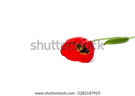 One red tulip lie on the table isolated on white background. Copy space. Flower shop design. Empty place for text. Holiday business card. Memorial day. Minimalist. Decoration. Sadness mood.